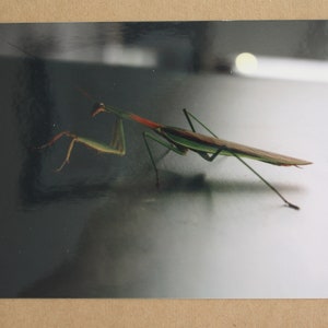 Cartão fotográfico Praying Mantis 5x7"