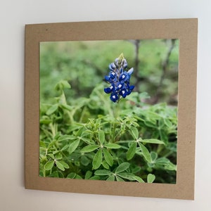 Lone Texas Bluebonnet - 5x5 blank notecard