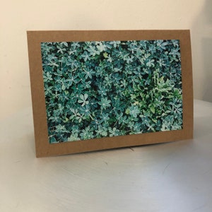Bluebonnets sur le point de fleurir: carte 5x7 vierge