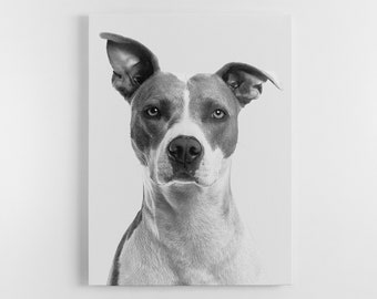 May include: Black and white photograph of a pit bull terrier dog looking directly at the camera.