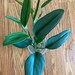 Theresa Justice reviewed Rare Treubii Moonlight Live Plant/House Plant