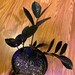 Alejandra Marin reviewed Raven zz plant/House Plant/ Live Plant