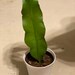 Veronica Avalos reviewed Queen of the night orchid cactus cutting/ Epiphyllum/Live Plant/House Plant