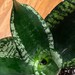 Gina Kato reviewed Sansevieria ’Whitney’, Snake Plant/House Plant/Live Plant