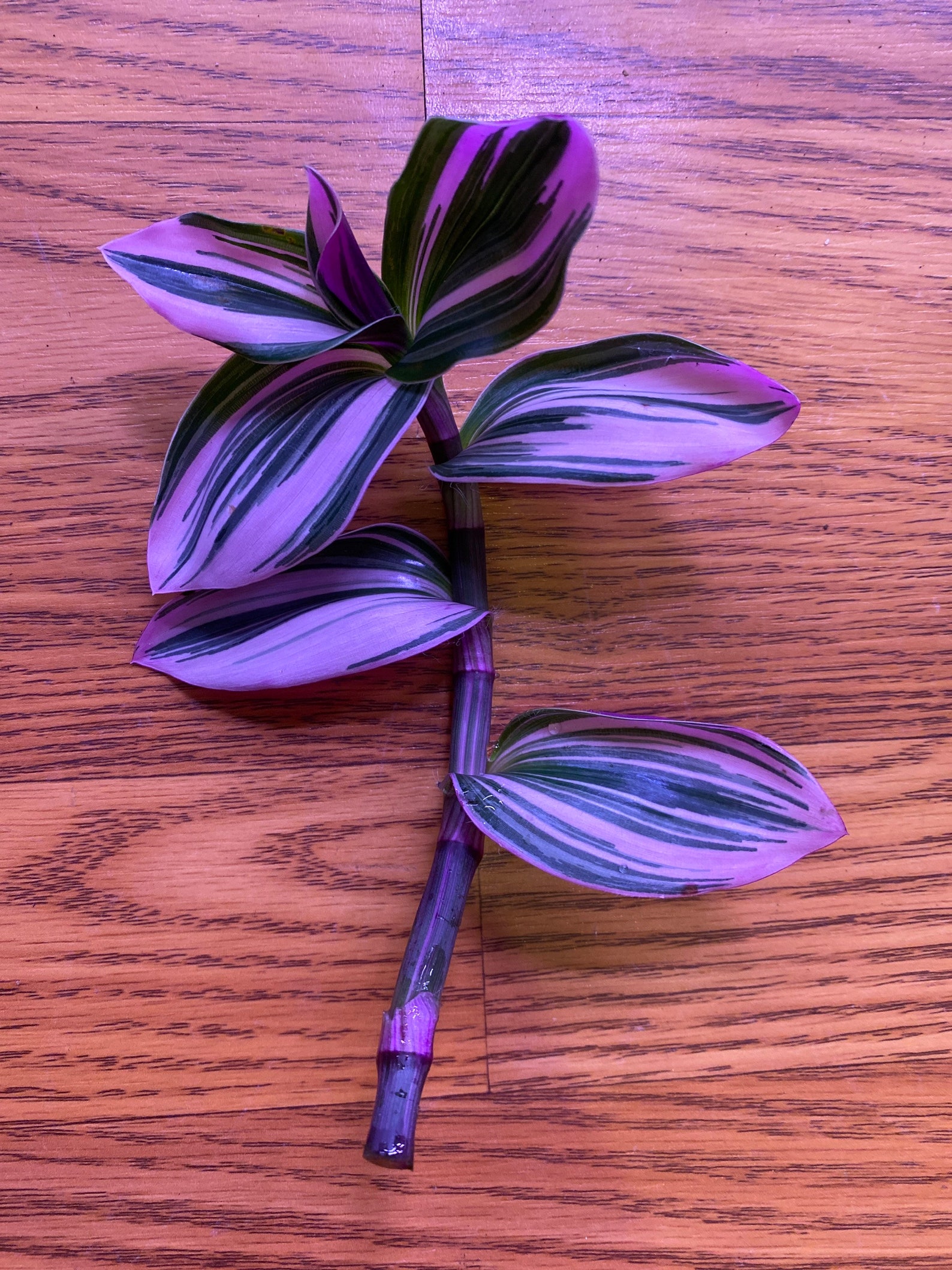 rare nanouk pink wandering jew care