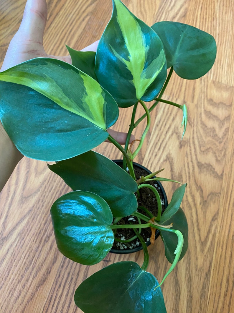 Philodendron Brasil/Philodendron Hederaceum /variegated heart image 3