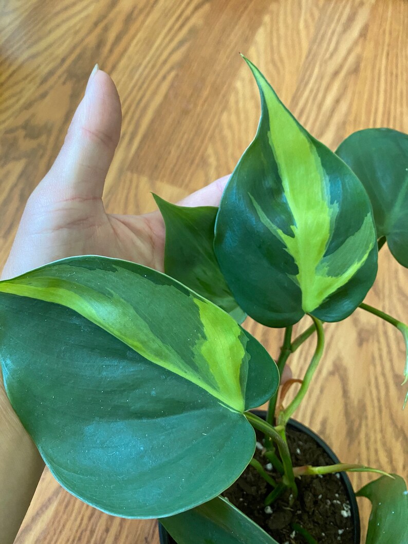 Philodendron Brasil/Philodendron Hederaceum /variegated heart image 2