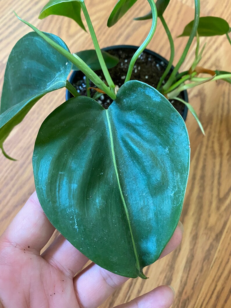 Philodendron Brasil/Philodendron Hederaceum /variegated heart image 1