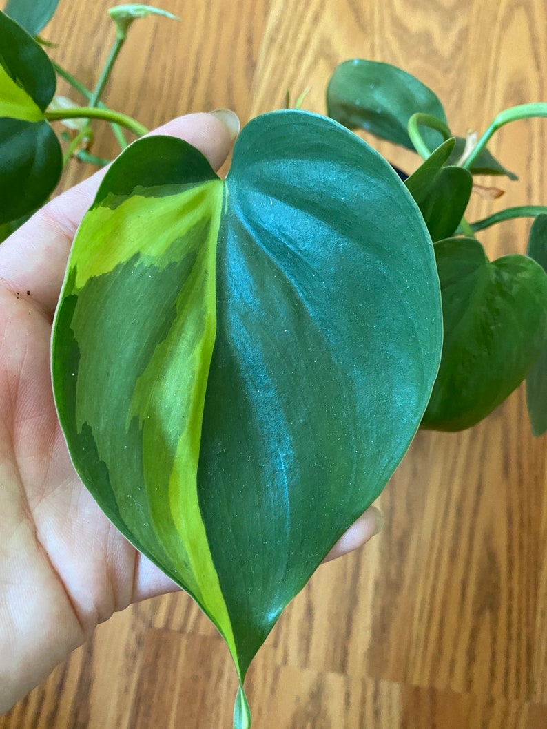 Philodendron Brasil/Philodendron Hederaceum /variegated heart image 0