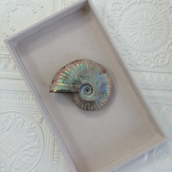 Opalized Ammonite Fossil Specimen, Opal Rock, Natural Gemstone Sculpture, Gift for Her, Rocks and Minerals, Unique Stones, Rare Crystals