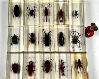 Insekten und Spinnentiere in Resin Lucite Insekt