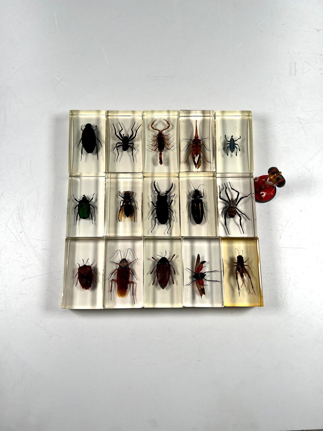 Insects and Arachnids in Resin Lucite Insect - Etsy