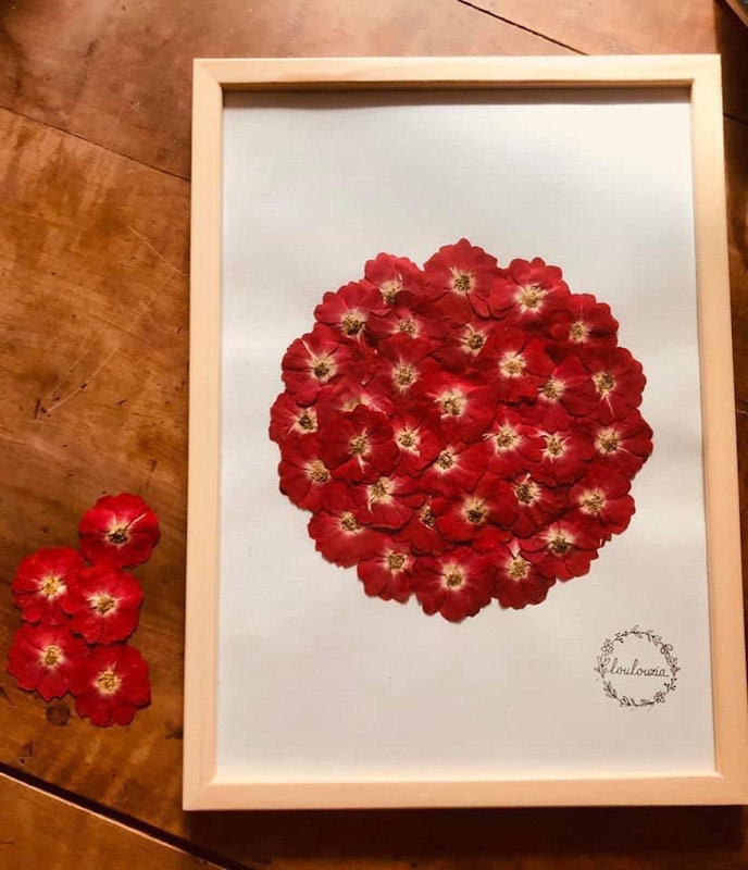 Herbier Encadré de Fleurs et Plantes Séchées Pressés Par Loulouzia Botanique. Herbarium Rosier Des A