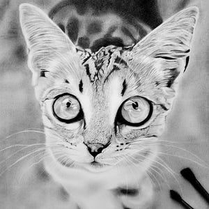 Hyper-Realistic Cat Pencil Drawing – Handmade Graphite & Charcoal Feline Art, Pet Portrait Wall Decor