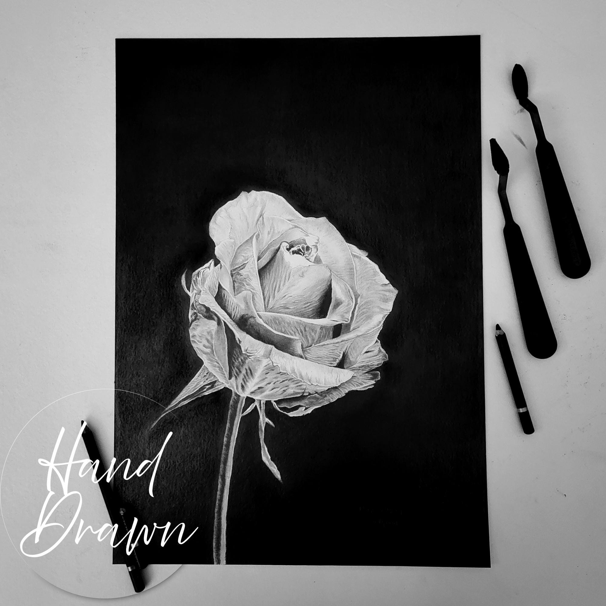 リアルな鉛筆画 ROSE Sketch Rose Hand Drawn Realistic Flower Stock