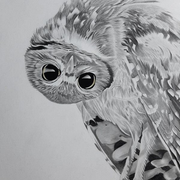 Swooping -Fine Art, 23" Square Graphite Owl Drawing Minimalist Art Illustration Bird Black & White Wildlife Art Charcoal bird Animal Sketch