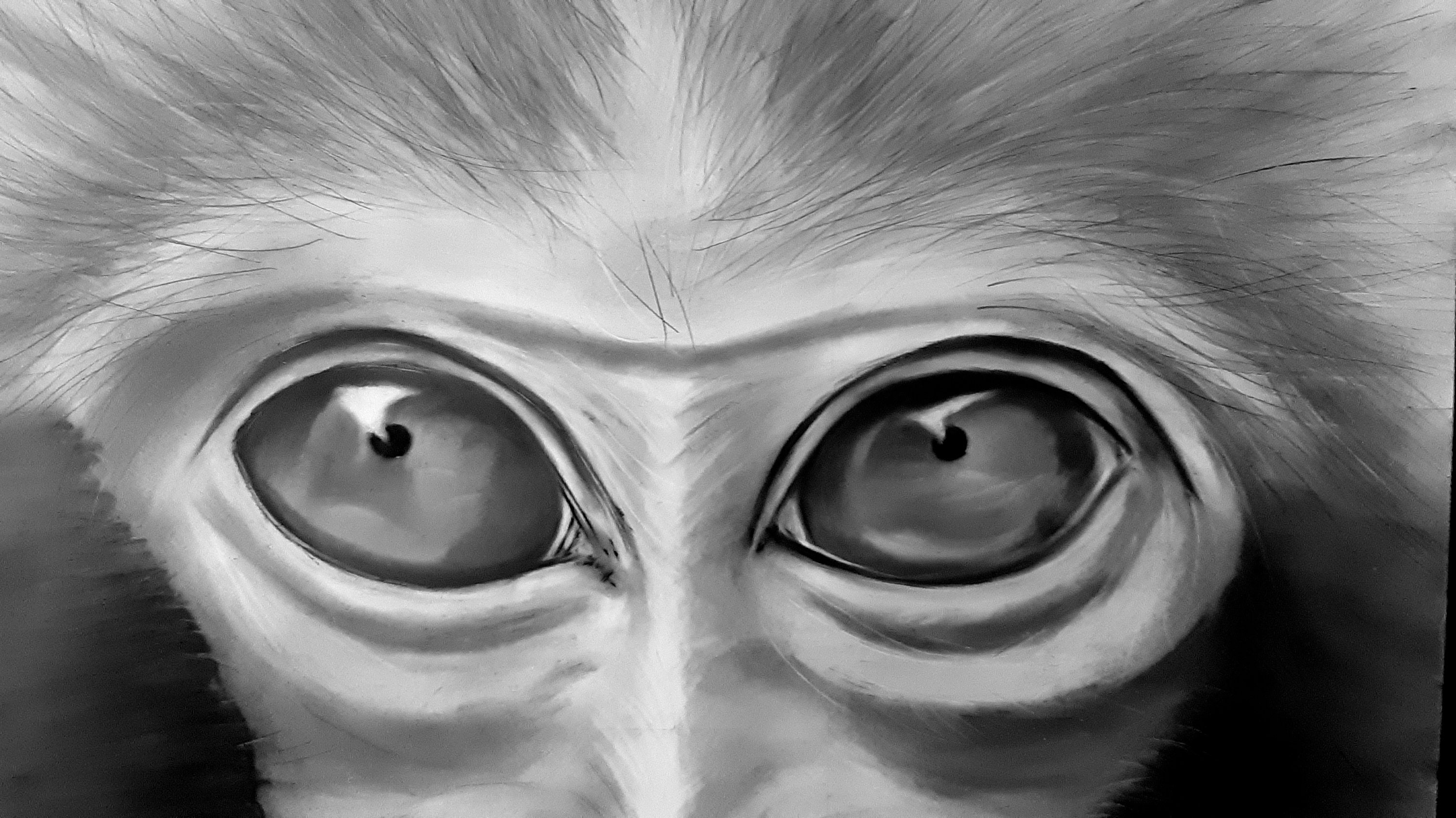 pencil-art-macacos-09  Animal portraits art, Monkey art, Pencil drawings  of animals