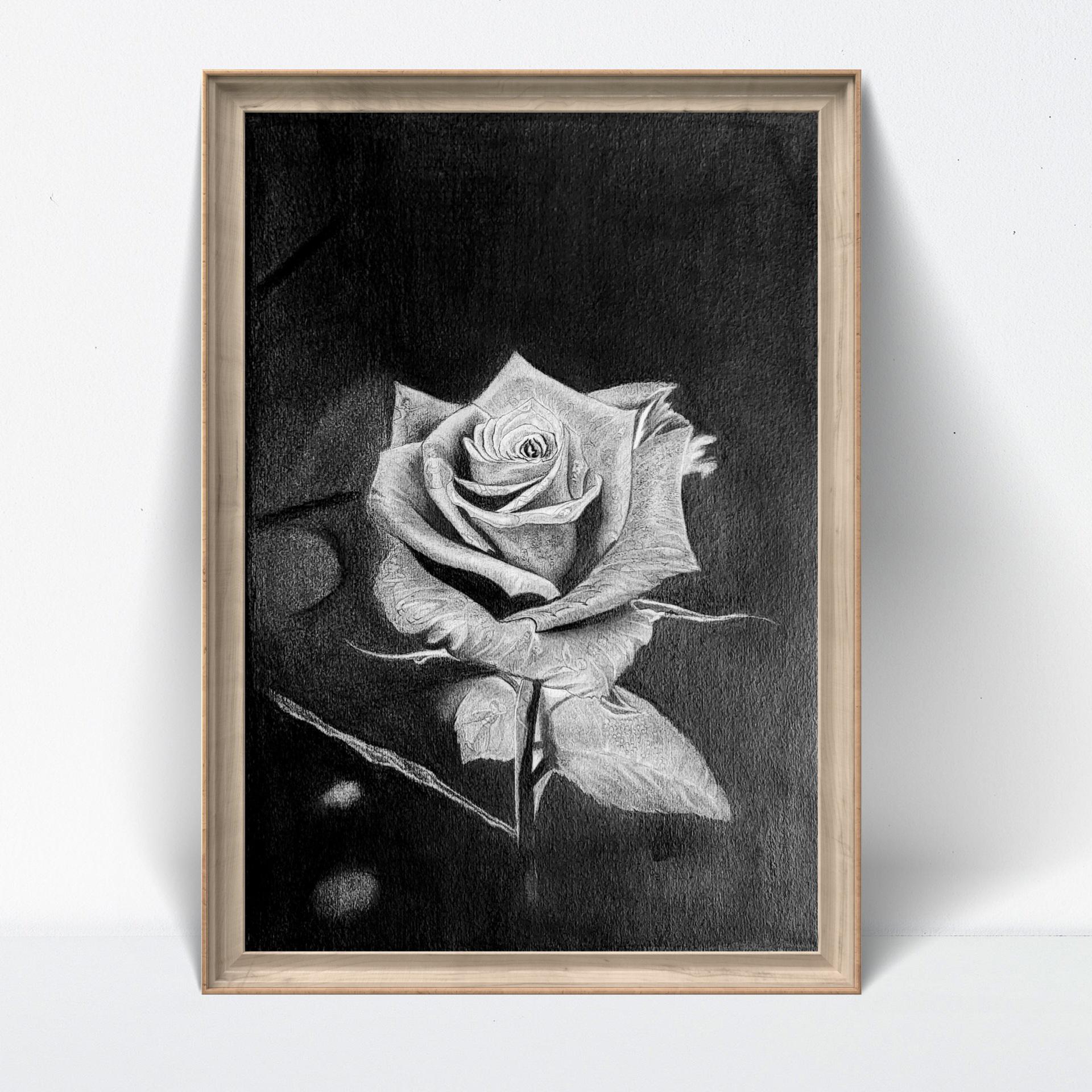 リアルな鉛筆画 ROSE Original Rose Pencil Drawing Handmade Graphite Floral Art
