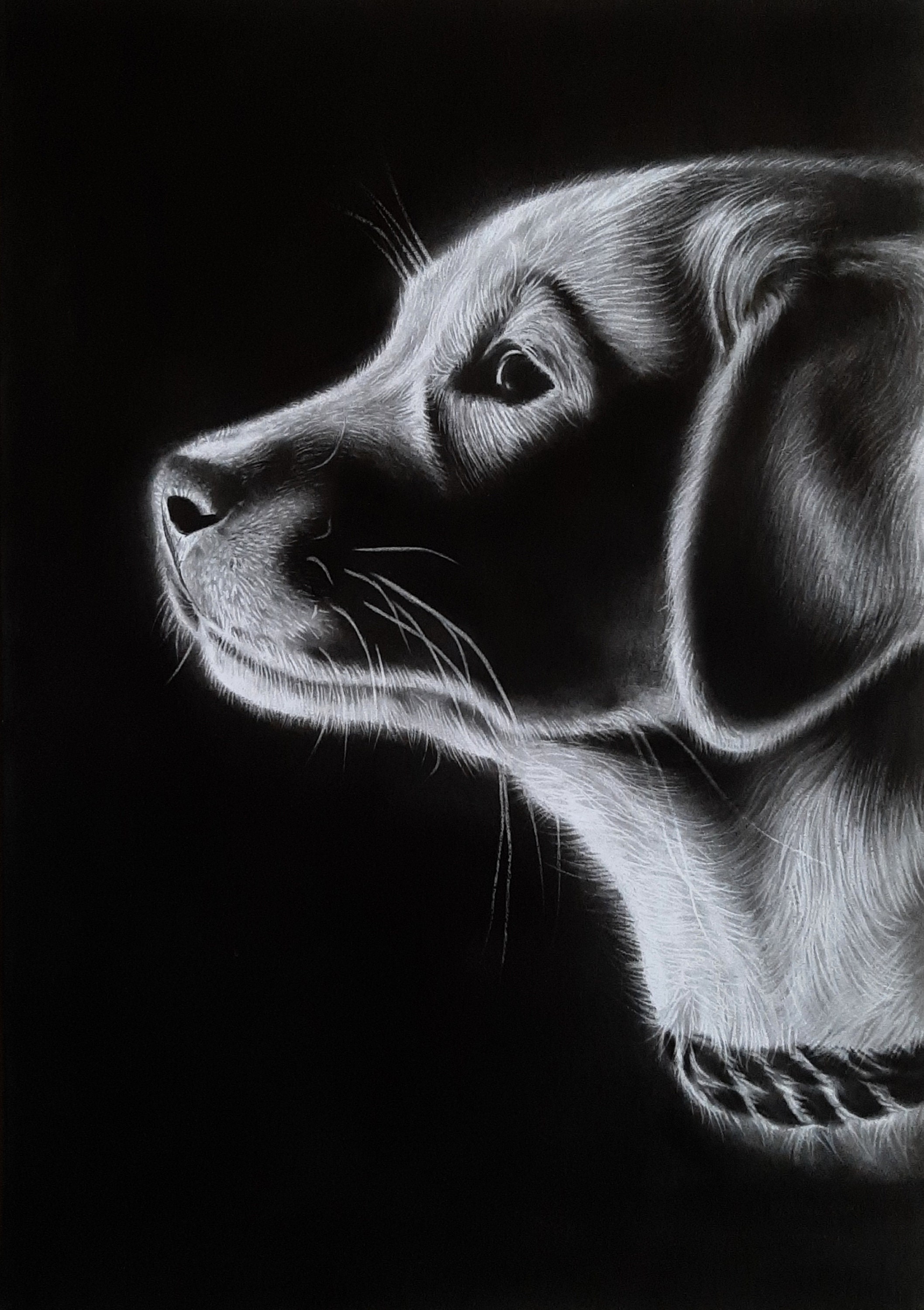 White Charcoal Original Puppy Drawing-Part 4 — Steemit