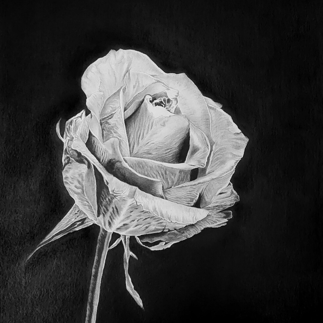 Original Black Rose Drawing, Realistic Gothic Floral Artwork, A3