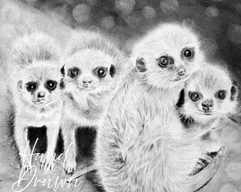 ミーアキャットの鉛筆画プリント | 野生動物の肖像画 | アーティスト