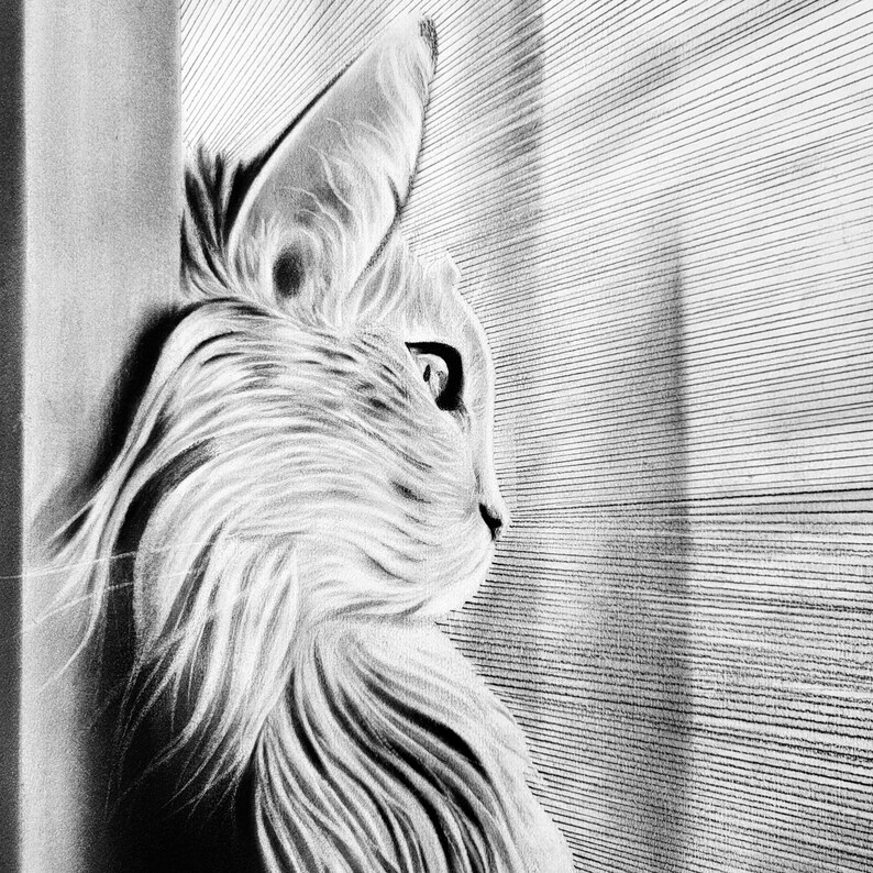 以下が含まれることがあります： 窓の外を見ている猫の白黒鉛筆画。猫は長くふわふわした毛並みで、横向きに描かれている。背景は、ブラインドのある窓のぼやけた画像である。