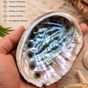 Könnte beinhalten: Eine irisierende Abalone-Muschel mit perlmuttartigem Inneren in Blau-, Grün- und Violetttönen. Die Muschel hat eine Reihe kleiner Löcher an einer Seite. Der Text auf dem Bild lautet: Natural Abalone Shell, 100% Natural, Ocean Collected, Iridescent Beauty, Perfect for Décor, Jewelry Dishes, Smudging & Rituals.