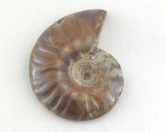 Ammonite Fossil Slice Ammonite Deep Crystal Cavity Fossil Red Flash Rainbow Ammonite Shell F01-29