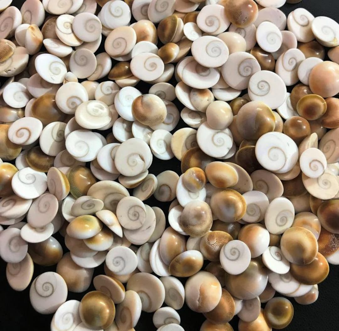 Wholesale Shiva Eye Shell Lot for Jewelry Making - Etsy