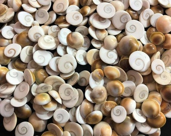 Shiva Eye Shell Lot for Jewelry Making
