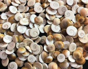 Low Price Shiva Eye Shell Lot Wholesale Price For Jewelry Gemstone Stones Limited Stock Christmas sale