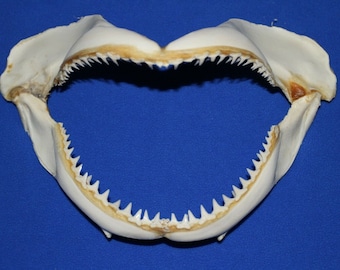 Shark Jaws | Etsy