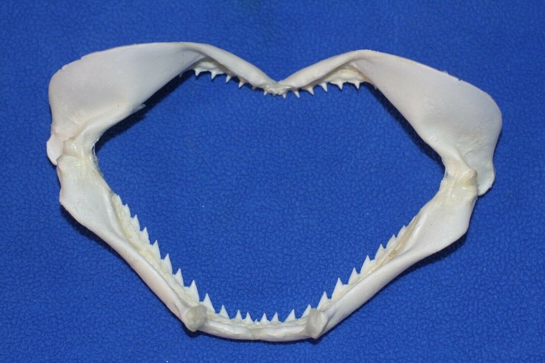 Authentic Shark Jaw Display 5, SS-83 Fast Free Shipping - Etsy