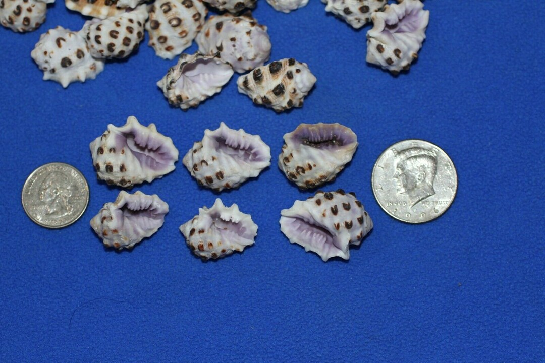 Volume Seashell Small Whole Seashells 1st Quality Drupa Morum Purple Volume Priced SS ...
