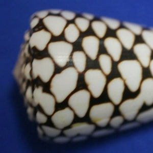 Marble Cone / Conus Marmoreus Seashells, SS-95 Fast Free Shipping image 2