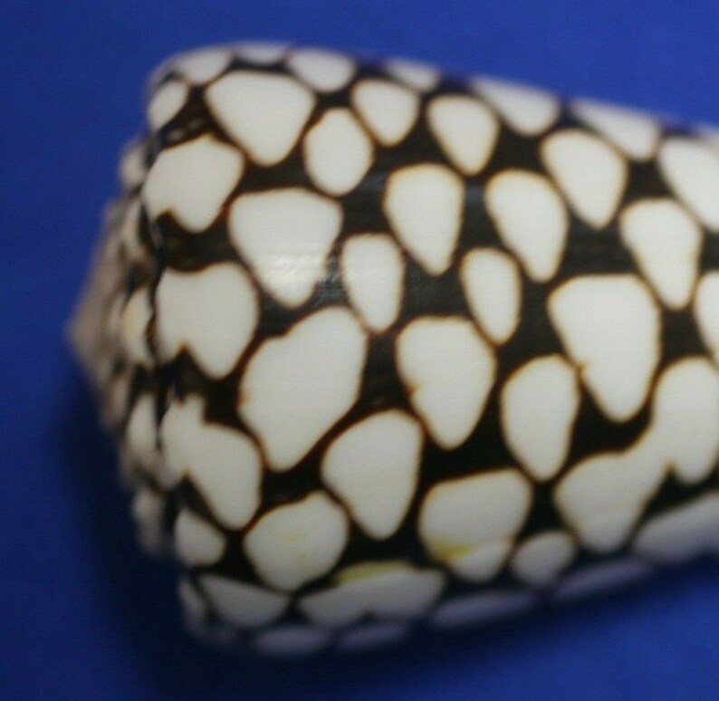 Marble Cone / Conus Marmoreus Seashells, SS-95 Fast Free Shipping image 2