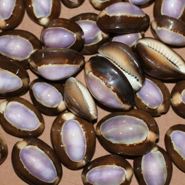 Purple Top Cowry Seashells | 1st Quality | Volume Priced | SS-37 Fast Free Shipping