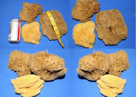 12 Natural Sea Sponge for Crafts, 5 Inch to 7 Inch / 1 Flat Side / Crafts,  Painting, Vase Fillers, Shadow Boxes, Beach Decor, 12 of SP-1 