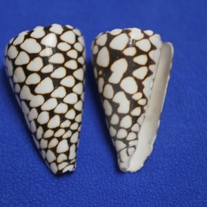 Marble Cone / Conus Marmoreus Seashells, SS-95 Fast Free Shipping image 1