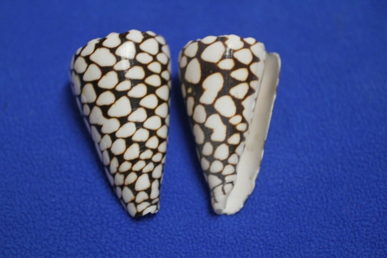 Marble Cone / Conus Marmoreus Seashells, SS-95 Fast Free Shipping image 1