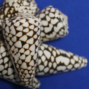 Marble Cone / Conus Marmoreus Seashells, SS-95 Fast Free Shipping image 4