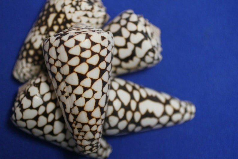 Marble Cone / Conus Marmoreus Seashells, SS-95 Fast Free Shipping image 4