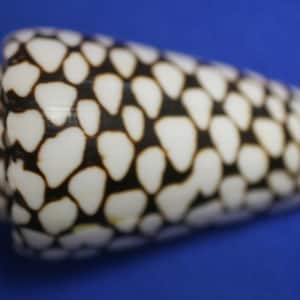 Marble Cone / Conus Marmoreus Seashells, SS-95 Fast Free Shipping image 3