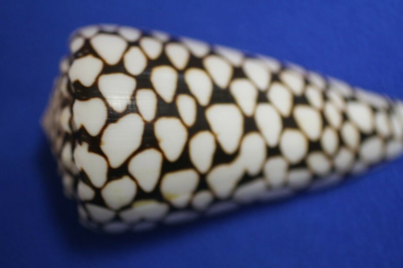 Marble Cone / Conus Marmoreus Seashells, SS-95 Fast Free Shipping image 3