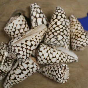Marble Cone / Conus Marmoreus Seashells, SS-95 Fast Free Shipping image 8