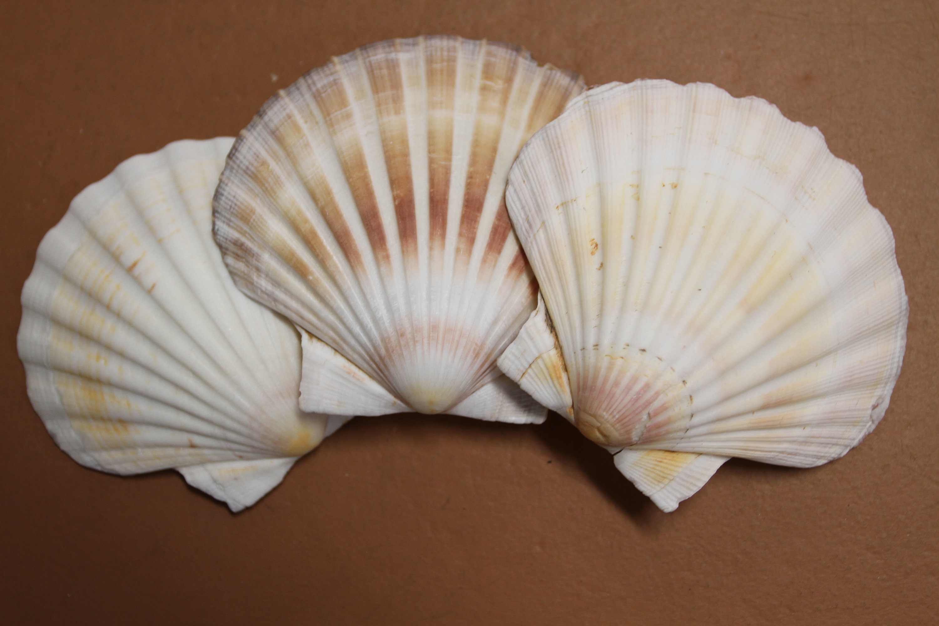 Yellow Cup Scallop Shells - Mexican Pecten Vogdesi - (4 shells approx.  2.5-3 inches)