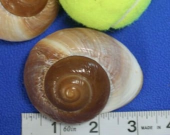 Giant Land Snails Shells, 2" - 2 3/4" | SS-90 Fast Free Shipping