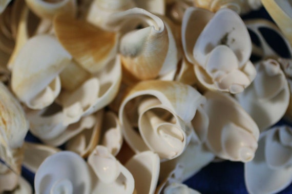 DIY Seashell Flower Bouquet Supplies Mixed Variety Assorted Sliced  Seashells Sold by the Pound CS-17 Fast Free Shipping 