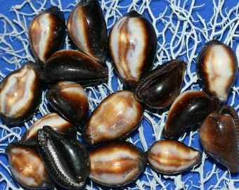 Cypraea Onyx Cowry Cowries Seashells  | 1st Quality | Volume Priced | SS-38 Fast Free Shipping