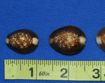 Snakehead Cowry Seashells | 1st Quality | Volume Priced | SS-39 Fast Free Shipping